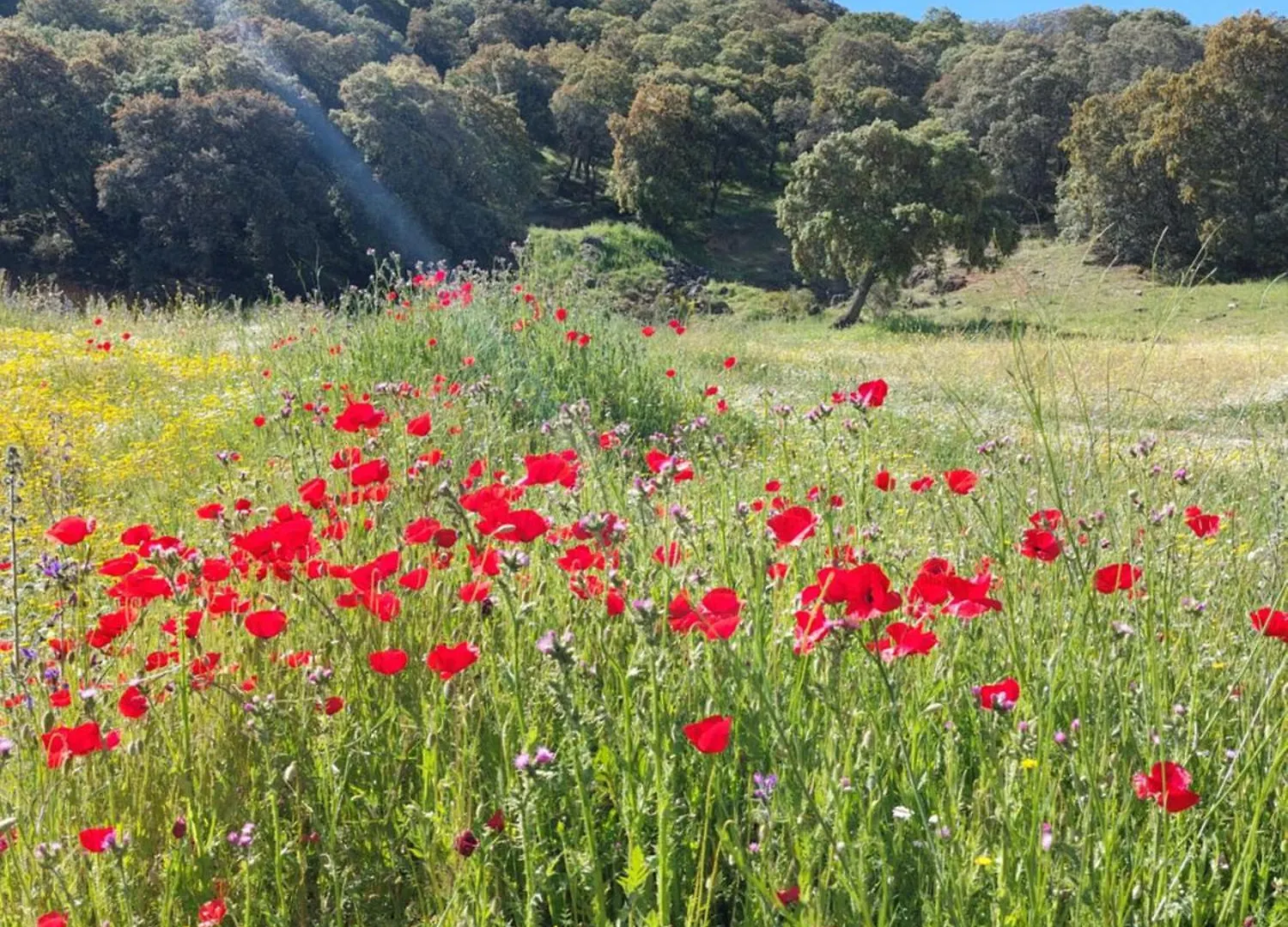 הוילה מונטפריו Casa Montana Rustica With Beautiful Views